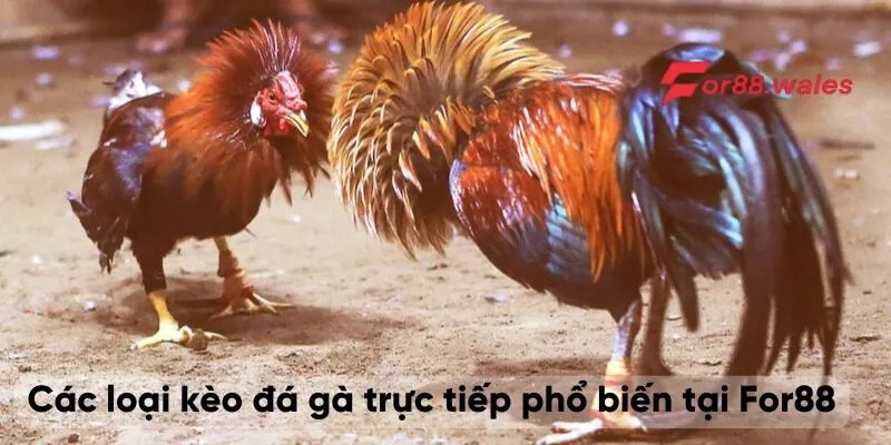 Kèo Đá Gà Trực Tiếp – Bí Quyết Cá Cược Hiệu Quả Tại For88 3 Các loại kèo đá gà trực tiếp phổ biến tại For88