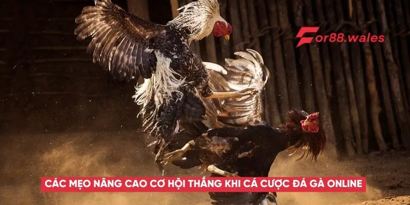 Đá Gà Online – Trải Nghiệm Môn Thể Thao Kịch Tính Và Kinh Nghiệm Cá Cược Hiệu Quả 6 Các mẹo nâng cao cơ hội thắng khi cá cược đá gà online