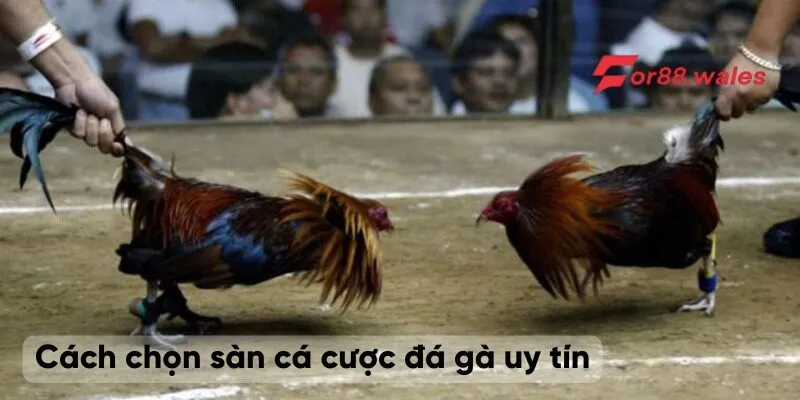 Cá Cược Đá Gà – Hướng Dẫn Chơi Và Kinh Nghiệm Thắng Lớn 4 Cách chọn sàn cá cược đá gà uy tín