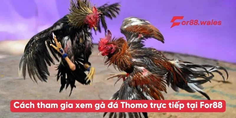 Gà Đá Thomo Trực Tiếp Hôm Nay – Thưởng Thức Trận Đấu Đỉnh Cao Tại For88 3 Cách tham gia xem gà đá Thomo trực tiếp tại For88
