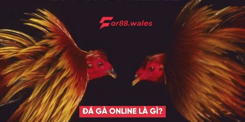 Đá Gà Online – Trải Nghiệm Môn Thể Thao Kịch Tính Và Kinh Nghiệm Cá Cược Hiệu Quả 2 Đá gà online là gì?