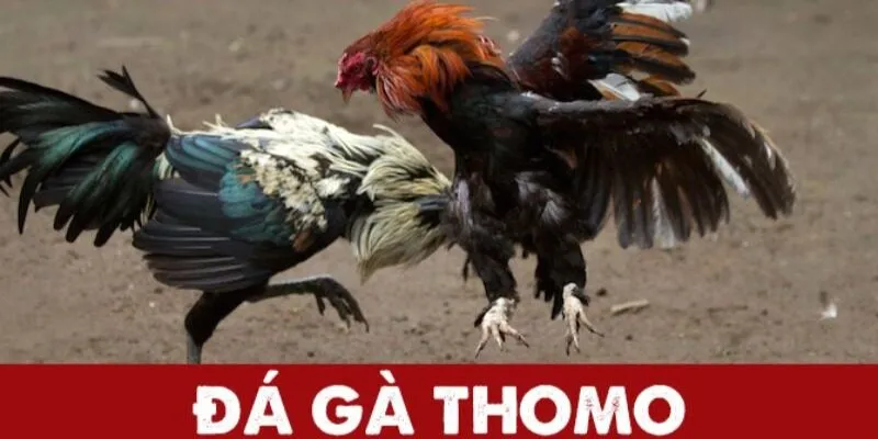 Gà Đá Thomo Trực Tiếp Hôm Nay – Thưởng Thức Trận Đấu Đỉnh Cao Tại For88 2 Gà đá Thomo là gì?