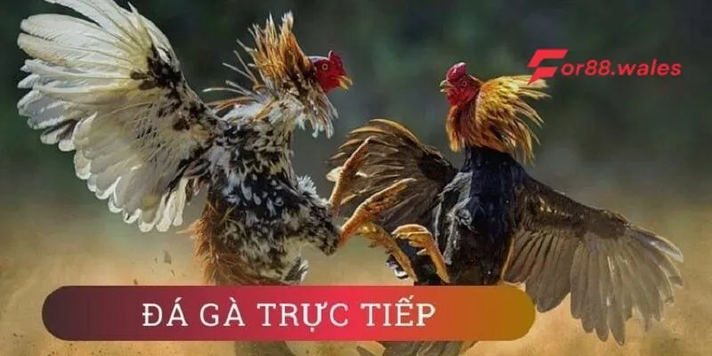 Kèo Đá Gà Trực Tiếp – Bí Quyết Cá Cược Hiệu Quả Tại For88 2 Kèo đá gà trực tiếp là gì?
