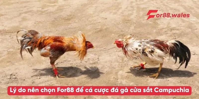 Đá Gà Cửa Sắt Campuchia – Trải Nghiệm Đỉnh Cao Tại For88 4 Lý do nên chọn For88 để cá cược đá gà cửa sắt Campuchia